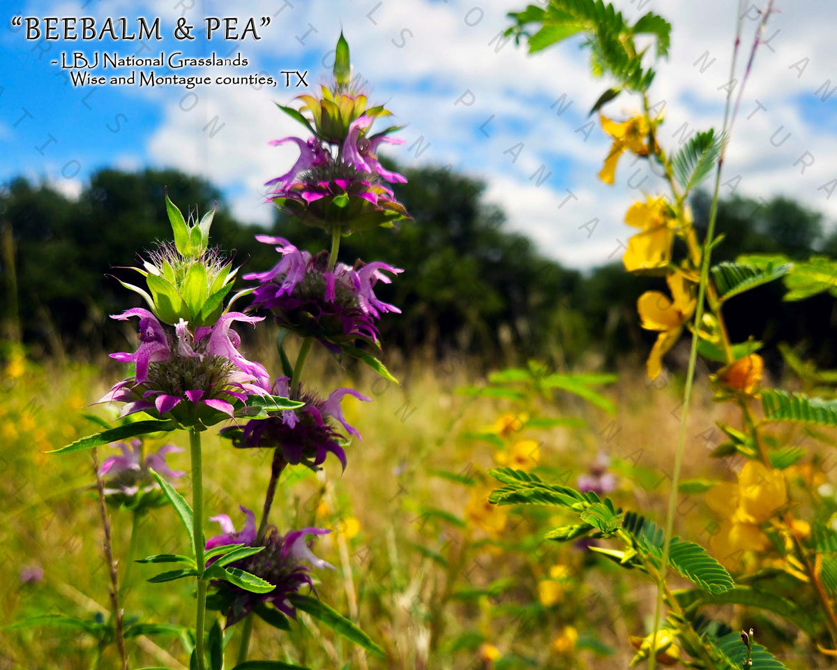 NATURE PHOTO PRINTS