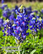 NATURE PHOTO PRINTS