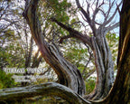NATURE PHOTO PRINTS