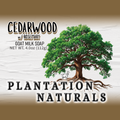CEDERWOOD w/ Rosemary Milk Soap Bar