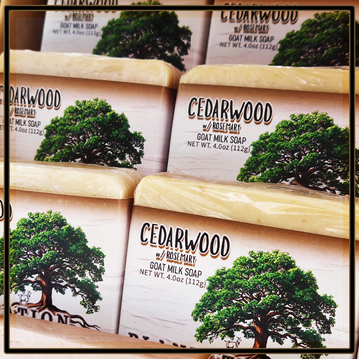 CEDERWOOD w/ Rosemary Milk Soap Bar