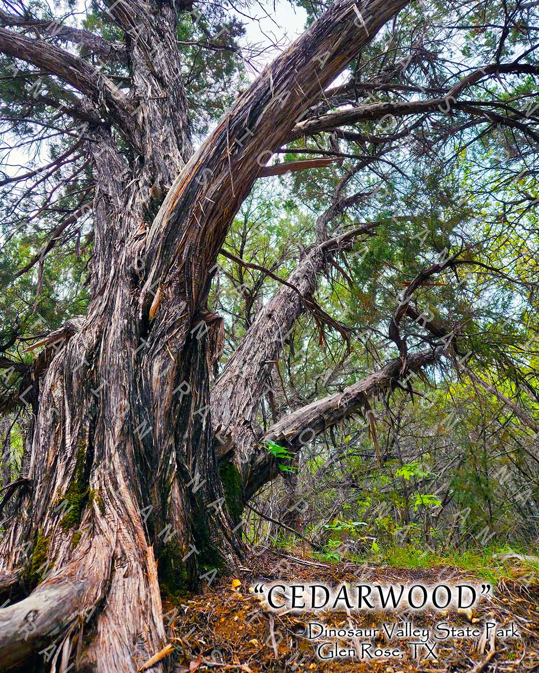 NATURE PHOTO PRINTS
