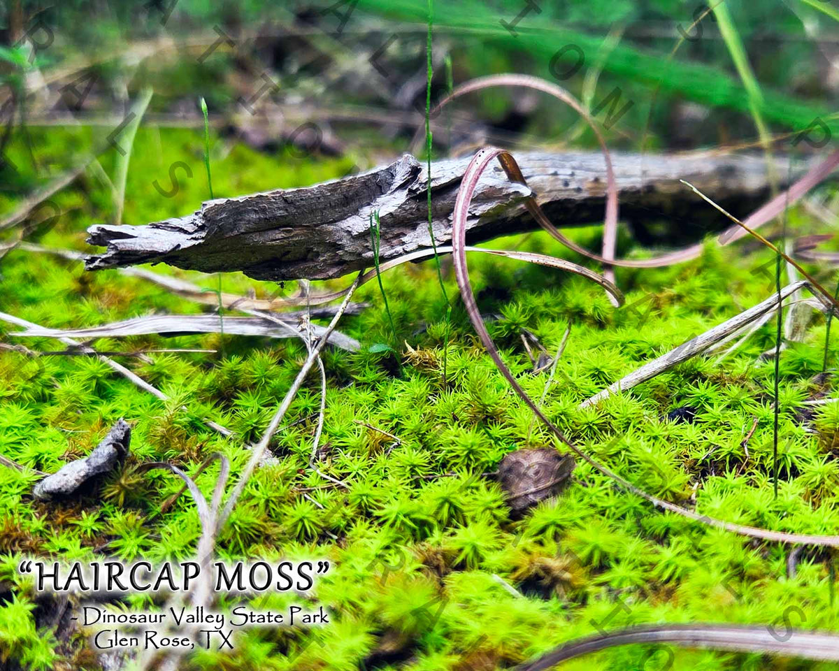 NATURE PHOTO PRINTS