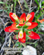 NATURE PHOTO PRINTS