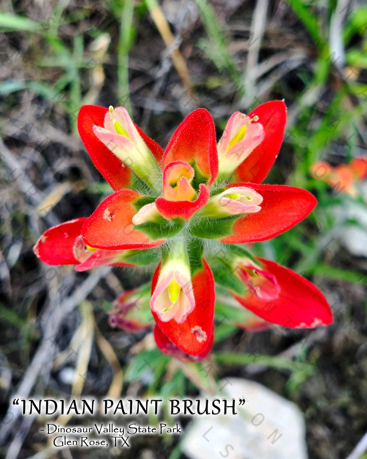 NATURE PHOTO PRINTS