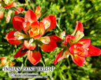 NATURE PHOTO PRINTS
