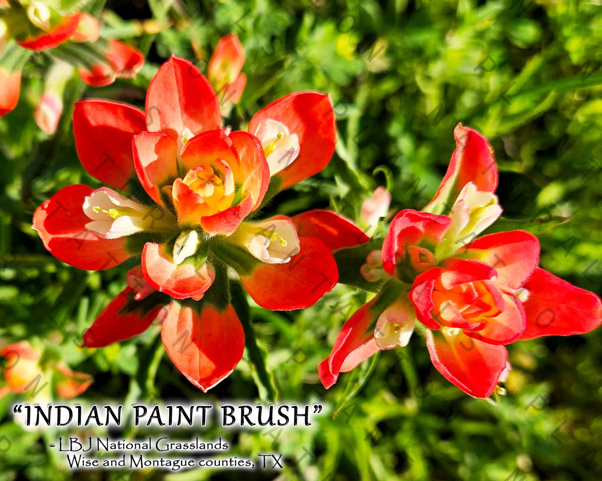 NATURE PHOTO PRINTS