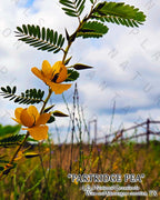 NATURE PHOTO PRINTS