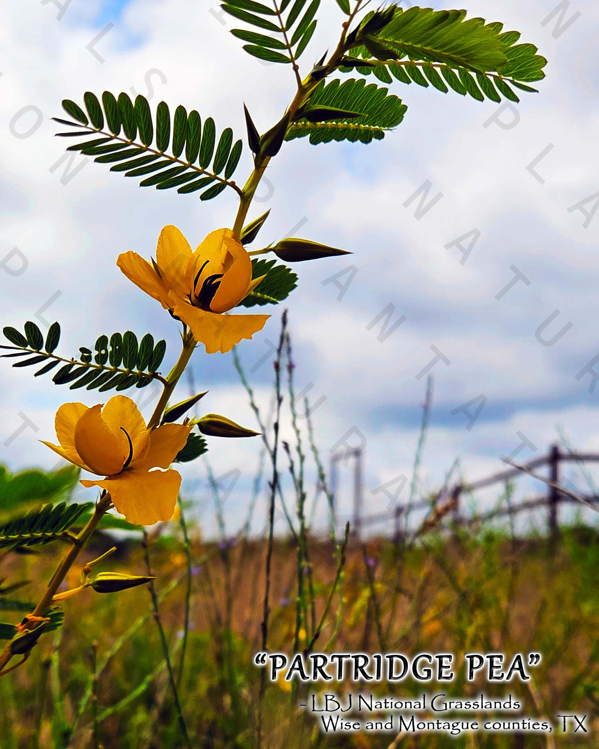 NATURE PHOTO PRINTS