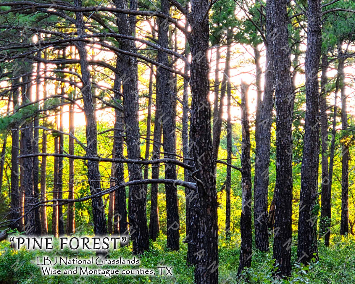 NATURE PHOTO PRINTS