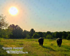 NATURE PHOTO PRINTS