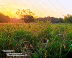 NATURE PHOTO PRINTS