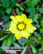 NATURE PHOTO PRINTS