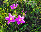 NATURE PHOTO PRINTS