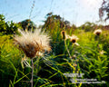 NATURE PHOTO PRINTS