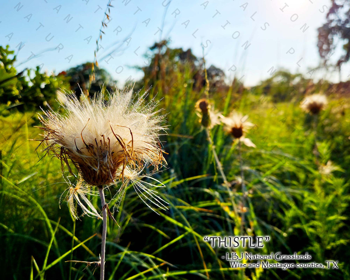 NATURE PHOTO PRINTS