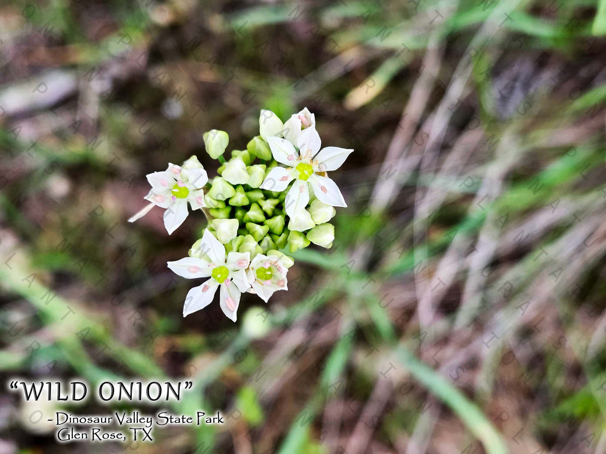 NATURE PHOTO PRINTS
